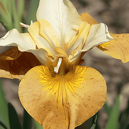 Ирис сибирский Butterscotch Fizz