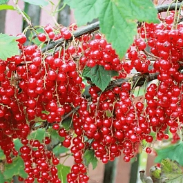 Смородина красная Константиновская