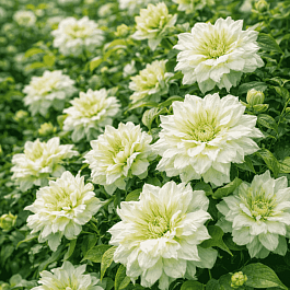 Клематис гибридный Duchess of Edinburgh