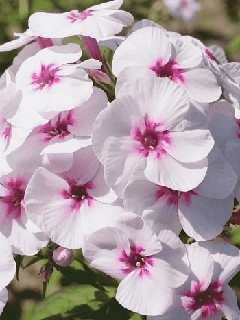 Флокс метельчатый Mike's Favourite