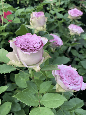 Роза чайно-гибридная Dolcetto