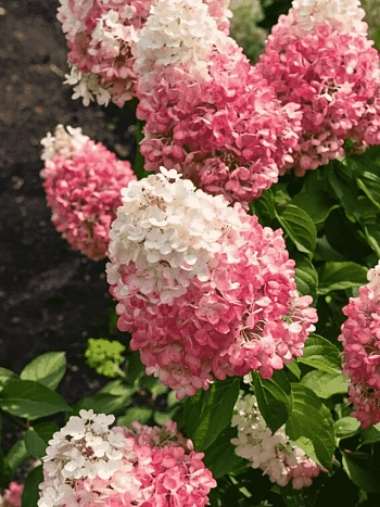 Гортензия метельчатая Pinky Promise ТОЛЬКО САМОВЫВОЗ
