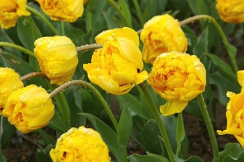 Тюльпан Махровый Monte Peony