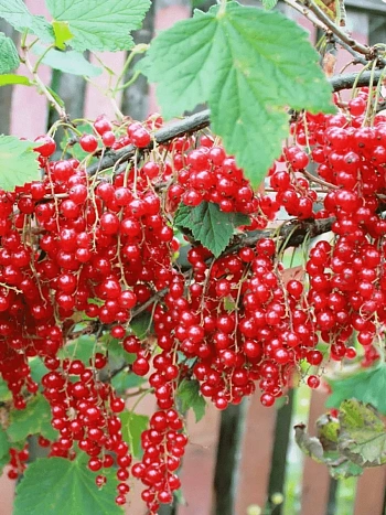 Смородина красная Константиновская