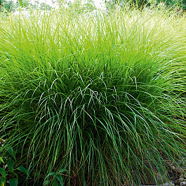 Мискантус китайский Грациллимус