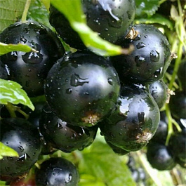 Смородина черная Мушкетер