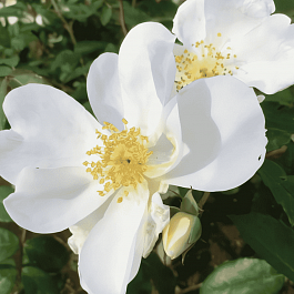 Роза парковая Elisabeth Oberle