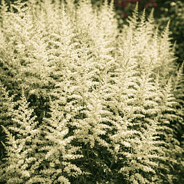 Астильба простолистная Darwin's Snowsprite