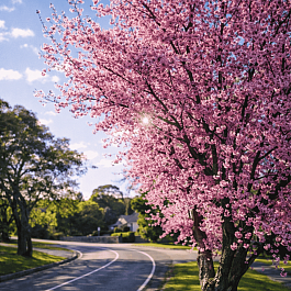 Слива Блайра Moseri