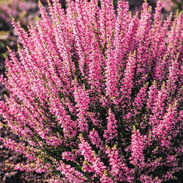 Вереск обыкновенный Rote Liliane