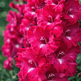 Гладиолус San Siro