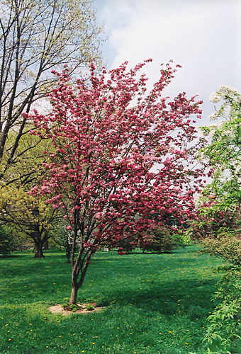 Яблоня декоративная Ред Барон