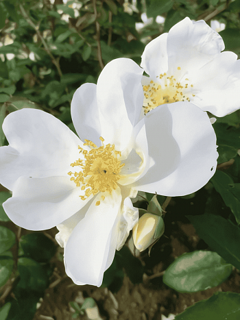 Роза парковая Elisabeth Oberle