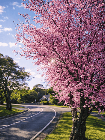 Слива Блайра Moseri