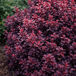 Барбарис Тунберга Concorde