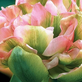 Тюльпан Махровый Double Viri