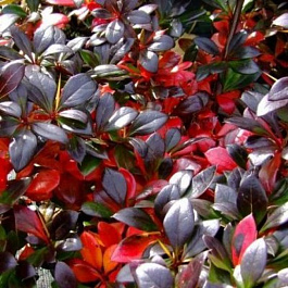 Барбарис средний Ред Джуэл