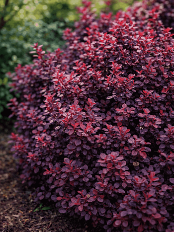 Барбарис Тунберга Concorde