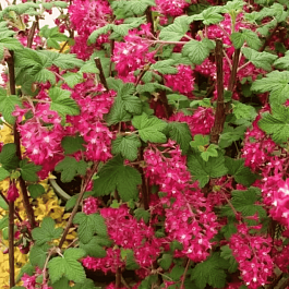 Смородина кроваво-красная King Edward VII