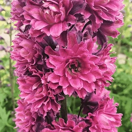 Дельфиниум гибридный Flamenco