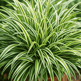 Осока Морроу Variegata