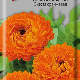 Календула низкорослая Фиеста оранжевая