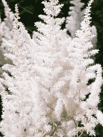 Астильба китайская Milk and Honey