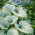 Бруннера крупнолистная Alchemy Silver