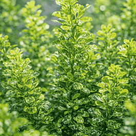 Барбарис Тунберга Powwow