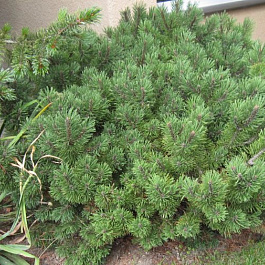 Сосна горная Мач