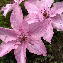 Клематис крупноцветковый Хегли Хайбрид