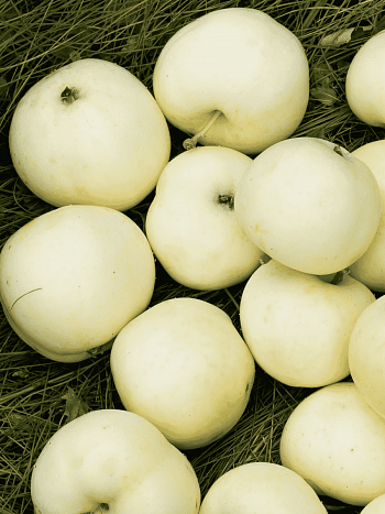 Яблоня  Белый налив