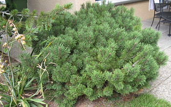 Сосна горная Мач