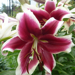 Лилия ОТ-гибрид Флэшпоинт