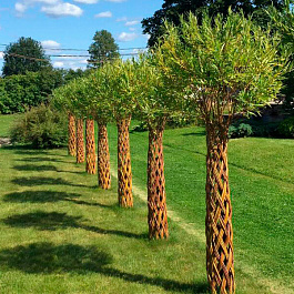 Ива плетеная декоративная