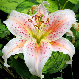 Лилия восточная Сэлмон Парти НАБОР 2ШТ (2+2)