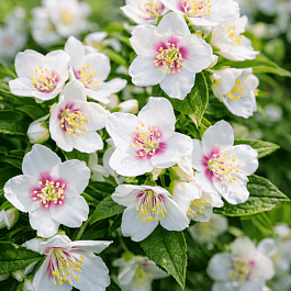 Чубушник гибридный Belle Etoile