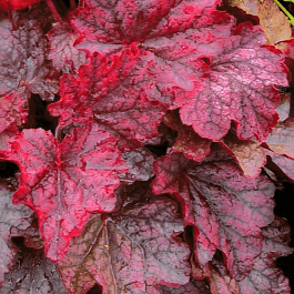 Гейхера Mignight  Bayou