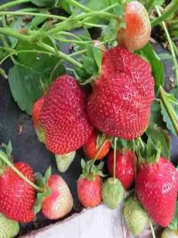 Земляника садовая Азия