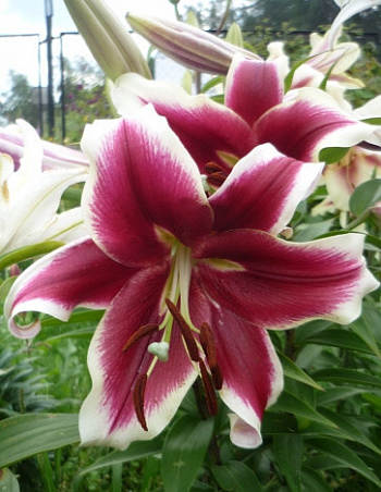 Лилия ОТ-гибрид Флэшпоинт