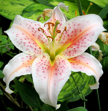 Лилия восточная Сэлмон Парти НАБОР 2ШТ (2+2)