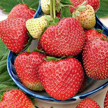 Земляника садовая Вивальди