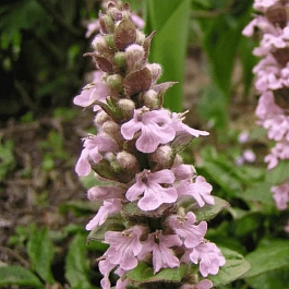 Живучка ползучая Rosea