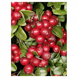 Брусника Санна Брусника Санна