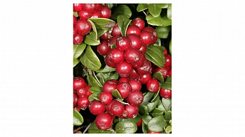 Брусника Санна