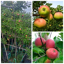 Яблоня пальметта на шпалере 5 лет+ Орловим-Красное раннее