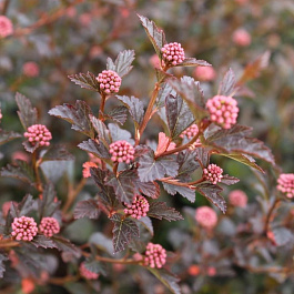 Пузыреплодник калинолистный Тайни Вайн