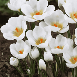 Крокус Ботанический Aubade
