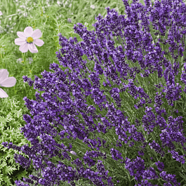 Лаванда Blue Scent Early 