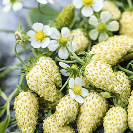 Земляника ремонтантная White Soul